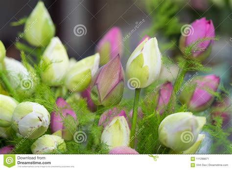 Decorative Pink And Green Lotus Flower Bouquet Stock Image