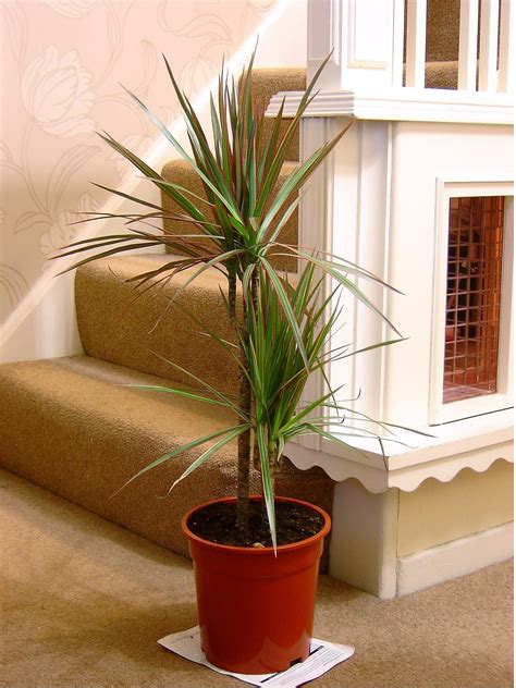 1popular Evergreen Indoor House Plant Pot Office Home Conservatory