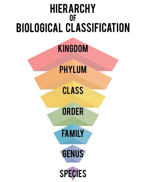 Taxonomic Hierarchy Of Classification Explained Youtube Gambaran