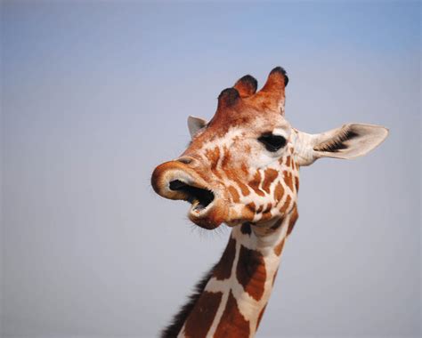 Giraffes Funny Face Photograph By Jon Cody Fine Art America