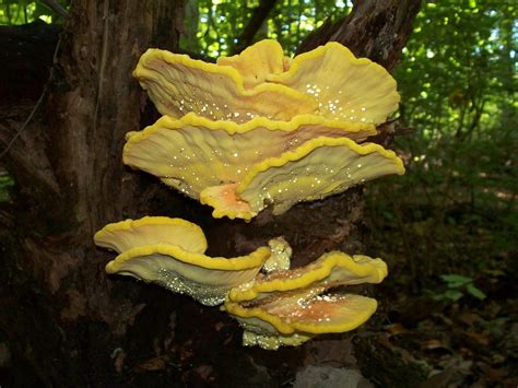 Edible Oyster Mushrooms In Michigan Yahoo Image Search