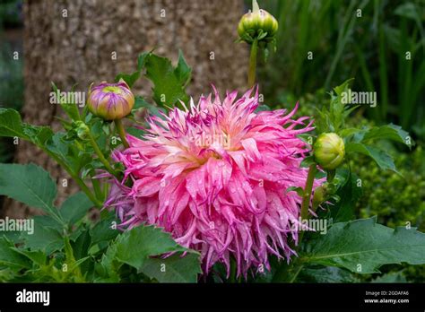 Wet Pink Dahlia Dahlia Hi Res Stock Photography And Images Alamy