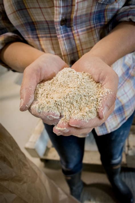 Organic Stone Ground Hard Red Spring Wheat Flour Var Ac Barrie