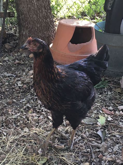 Black Sex Link Hen Or Roo Backyard Chickens Learn How To Raise