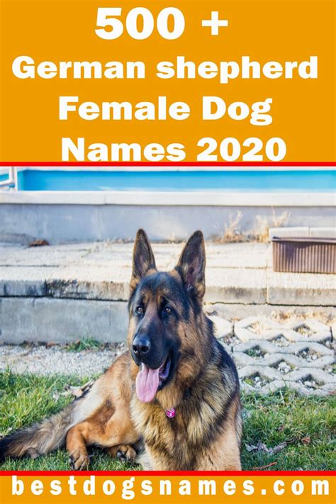 German Shepherd Female Dog Namesmale Dog Names Dog