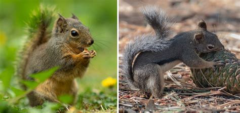 The 7 Types Of Squirrels That Live In Canada 2023 Bird Watching Hq