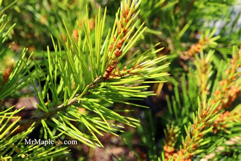 Buy Pinus Bungeana Rowe Arboretum Lacebark Pine Tree — Mr Maple │ Buy