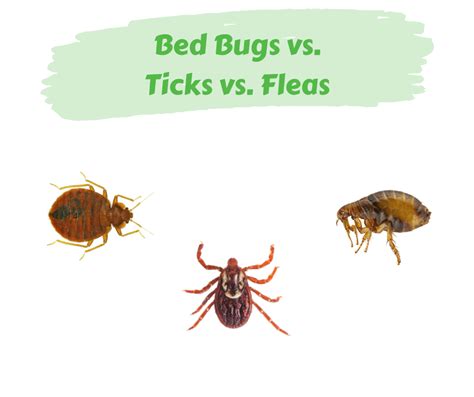 Bed Bugs Vs Ticks Vs Fleas Maggies Farm Ltd