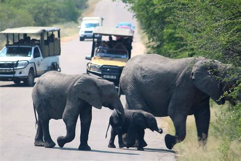 Kruger National Park 2 Day Camping Safari From Johannesburg In