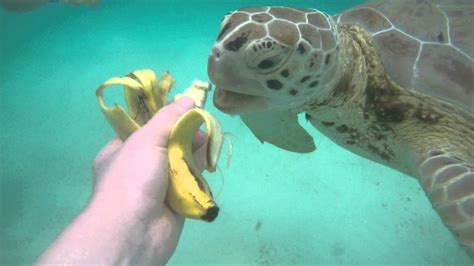Feeding And Swimming With Wild Sea Turtles Hd Incredible Youtube