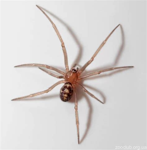 Latrodectus mactans) — вид пауков, распространённый в северной и южной америке. Ложная черная вдова, или стеатода крупная | Мир животных и ...