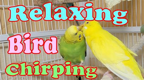 9 Hr Help Lonely Budgies Chirp Nature Parakeets Bird Sound Help