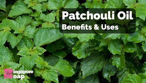 Patchouli Essential Oil Benefits And Uses Singapore Soap Supplies