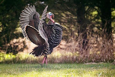 Nebraska Boasts Wide Variety Of Wild Turkeys Recreation