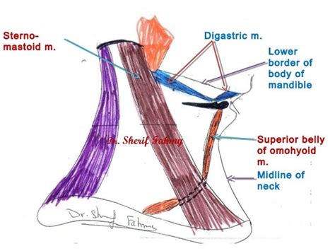 Submandibular Region Anatomy