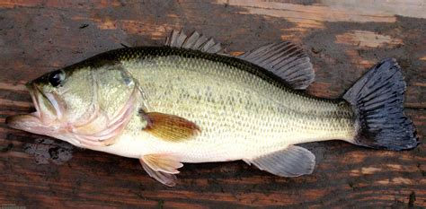 Largemouth Bass Hd Wallpaper For Desktop