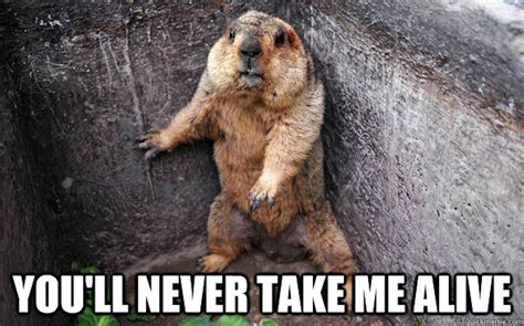 These Groundhog Punxsutawney Phil Memes Will Get You Through The Cold