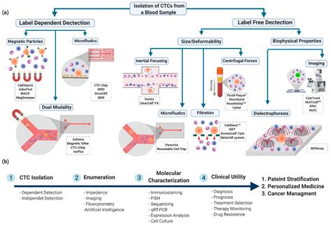 Cancers Free Full Text Circulating Tumor Cell Detection