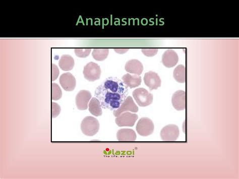 Ppt Anaplasmosis Powerpoint Presentation Free Download Id7923078