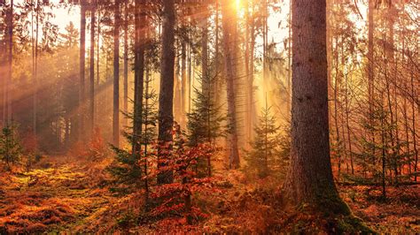 2560x1440 Autumn Sunbeams Forest Light Rays 5k 1440p
