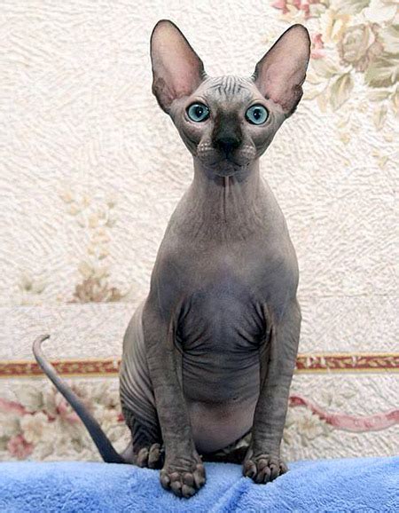 Learn More About Egyptian Hairless Cats