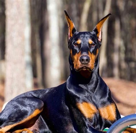 All The Things We All Enjoy About The Alert Doberman Pinschers Puppies