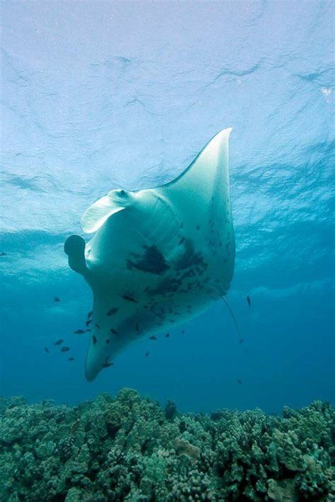 Endangered Species Ocean Animals Manta Ray Ocean Creatures