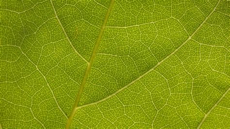 Download Wallpaper 3840x2160 Leaf Veins Macro Texture Green 4k Uhd