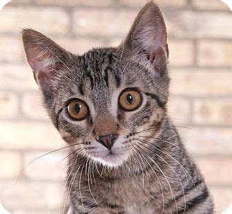 Why adopt a cat from hyde park cats? Chicago, IL - Domestic Shorthair. Meet Axel, a kitten for ...