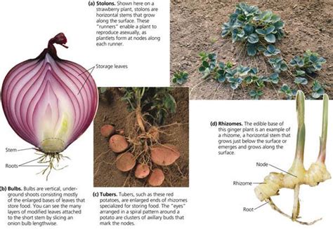 When we refer to stem, it's not just coding and lab coats. Rozaini Othman (Guru Cemerlang Biologi): Plants 1