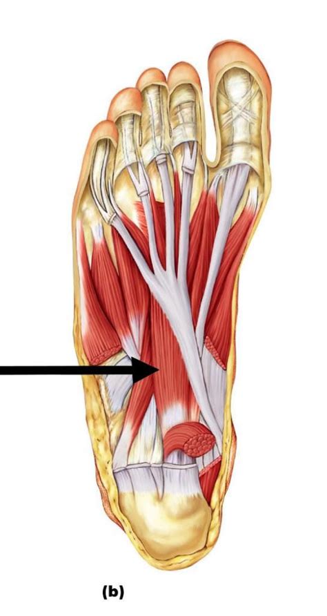 Both muscles are innervated by the superficial fibular nerve. Flashcards - Muscles of the leg, the nervous system, and nerves of the lower limb - Muscles of ...