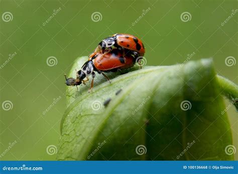 Two Ladybugs Stock Photo Image Of Ladybug Leaf Insect 100136668