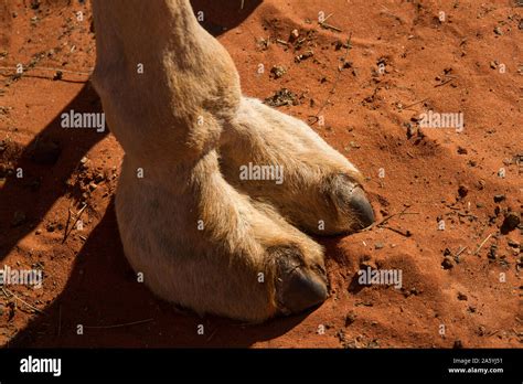Dedo Del Pie De Camello Fotos E Imágenes De Stock Alamy