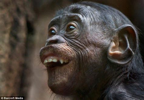 Monkeys Funny Laughing So Hard Funny Quotes