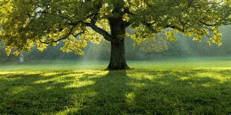 7 Main Reasons Why Trees Are Important By Tree Enthusiasts