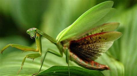 Los Tipos De Mantis Religiosas Más Increíbles Blog Animalista