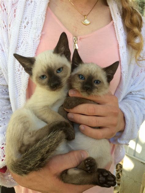 Female color black&white tabby kittens was born 28 november 2017 worldwide shipping. Siamese Cats For Sale | Fremont, OH #241897 | Petzlover