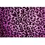 49  Pink Leopard Wallpaper On WallpaperSafari