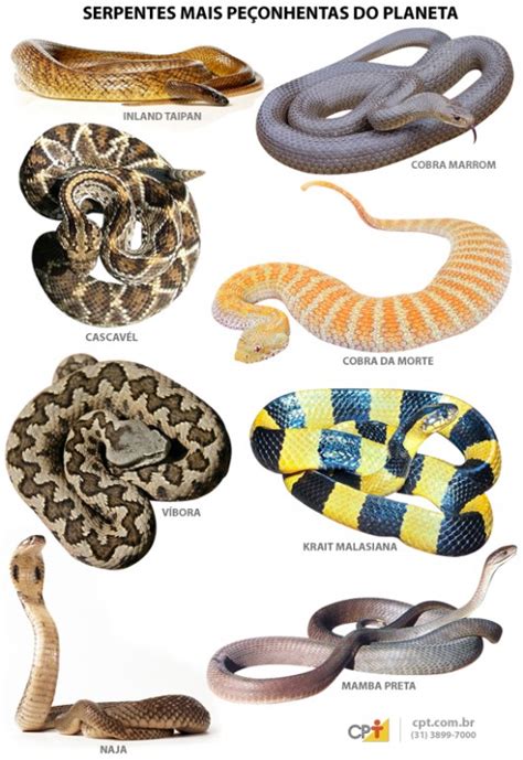 Tipos De Cobras As 10 Cobras Mais Venenosas Do Mundo