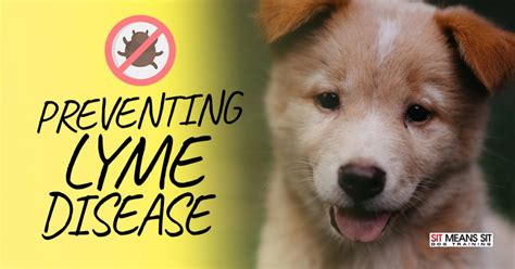 Preventing Lyme Disease In Dogs Sit Means Sit San Gabriel Valley