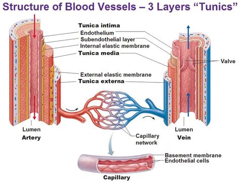 Blood vessel chart (page 1) clinically important blood vessel and nerve pathways chart pin on a&p.4.heart.lung these pictures of this page are about:blood vessel chart 73 best Poster of Circulatory System/Cardiovascular System images on Pinterest | Human body ...