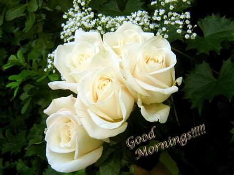 The new day is waitting for you. Sending White Roses On Morning