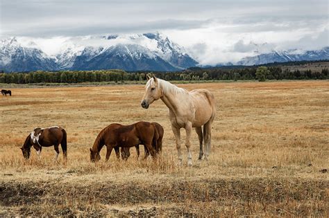 Mountain Horse Horses In Grand Teton National Park Photograph By