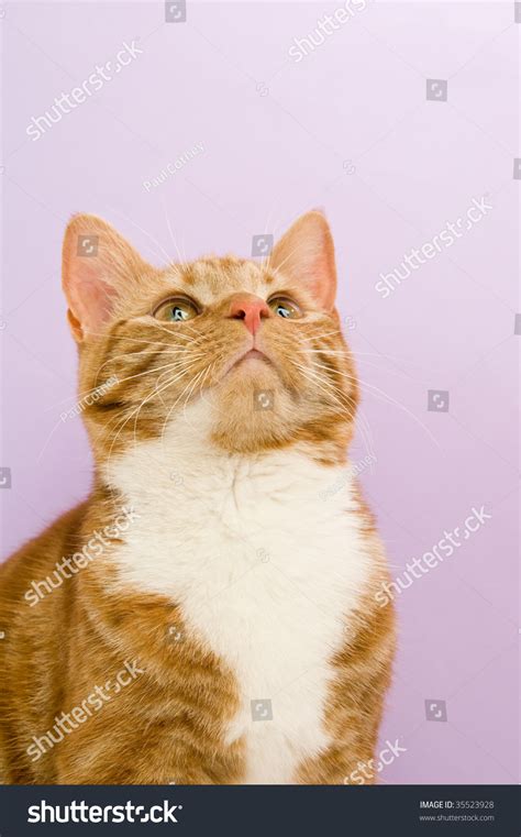Ginger Cat On A Purple Background Stock Photo 35523928 Shutterstock