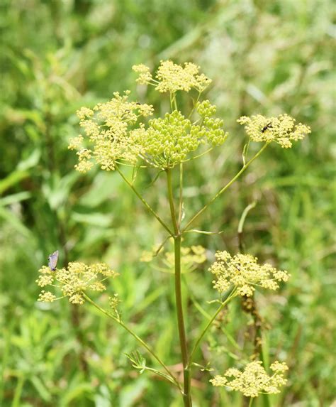 Dont Touch It While It May Look Like A Flower Wild Parsnip Is More