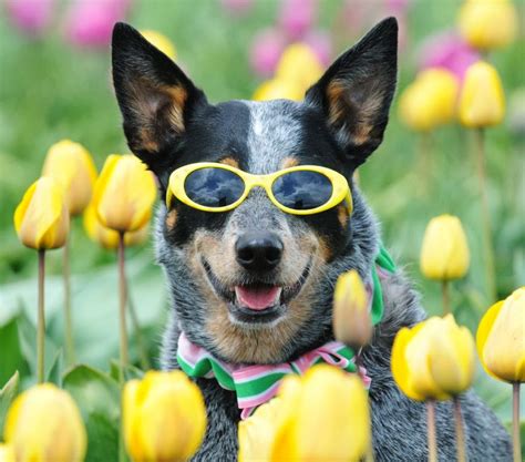 Dog flower collar dog wedding collar sunflower flower | etsy. 30 Sweet Photos of Dogs in Sunglasses