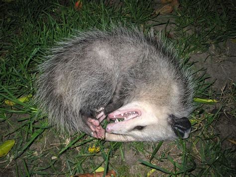 Opossum The Canadian Encyclopedia