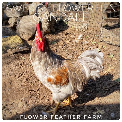 swedish flower hens aka skånsk blommehöna — flower feather farm chicks and dahlias