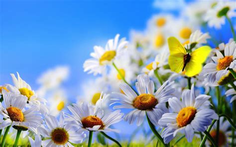 You can download the background in psd, ai and eps file format. Spring Flowers White Daisies Butterfly blue sky Wallpaper ...