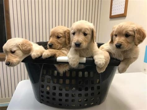 Deepthi offers golden retriever puppies with good blood lines and excellent temperamen for loving homes. Funny Golden Retriever Puppies For Sale In Indianapolis ...